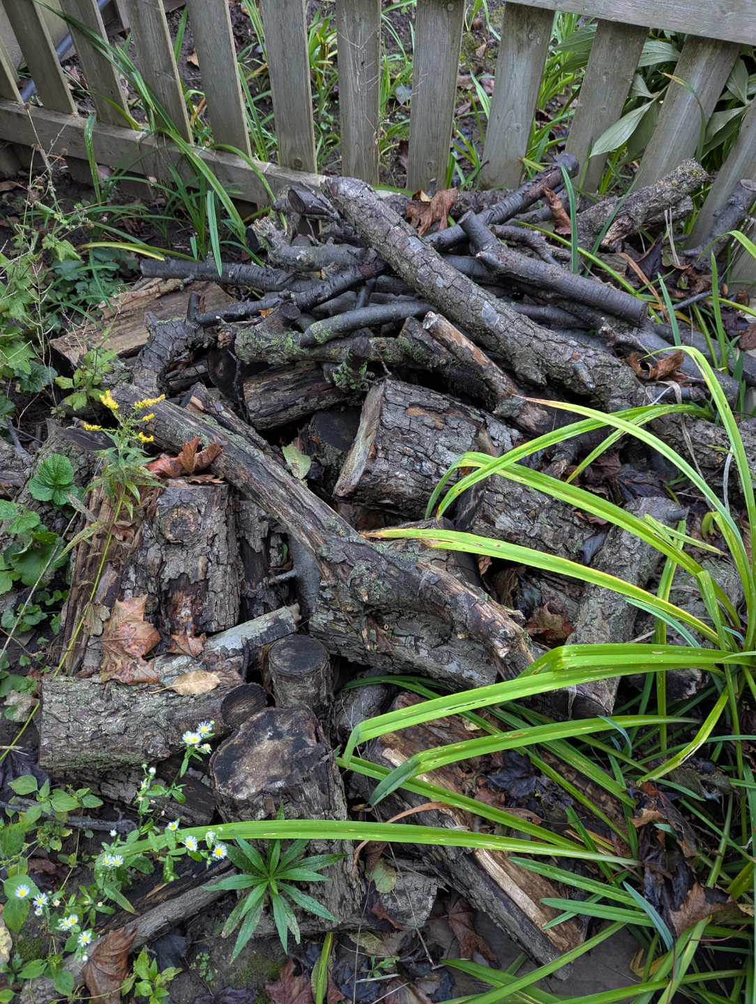 Free firewood - Pear tree🍐