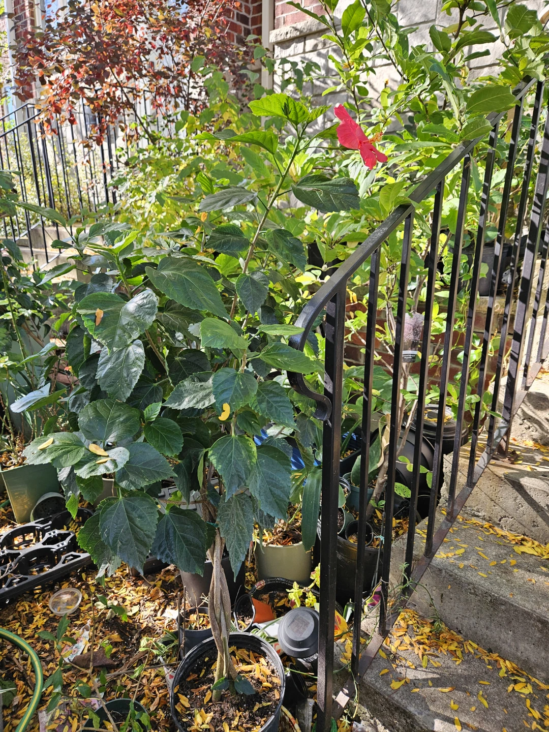 Red Hibiscus Potted Plant braided in 10"pot - photo 3