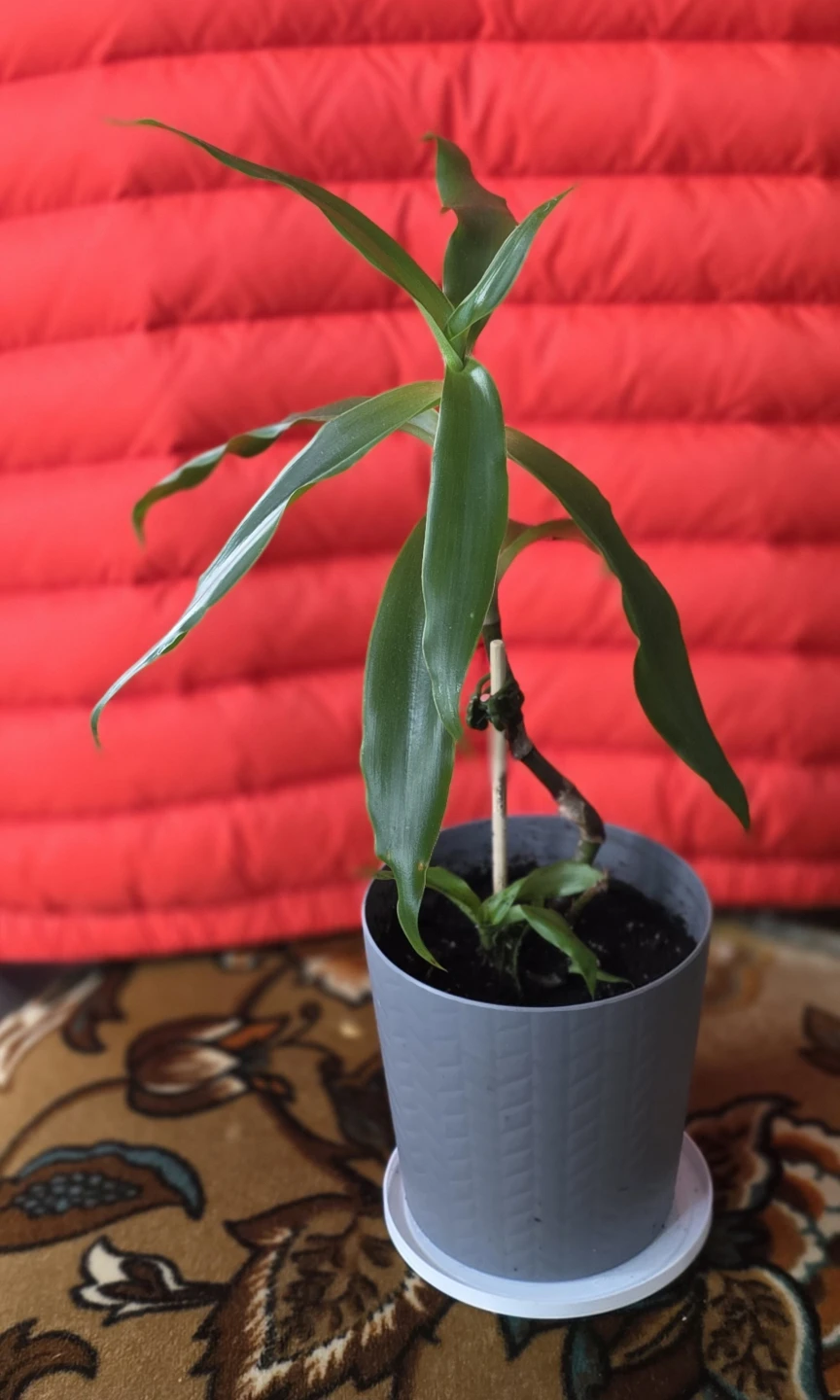 Lush, Healthy & Thriving Indoor Plant (Callisia ) - photo 4