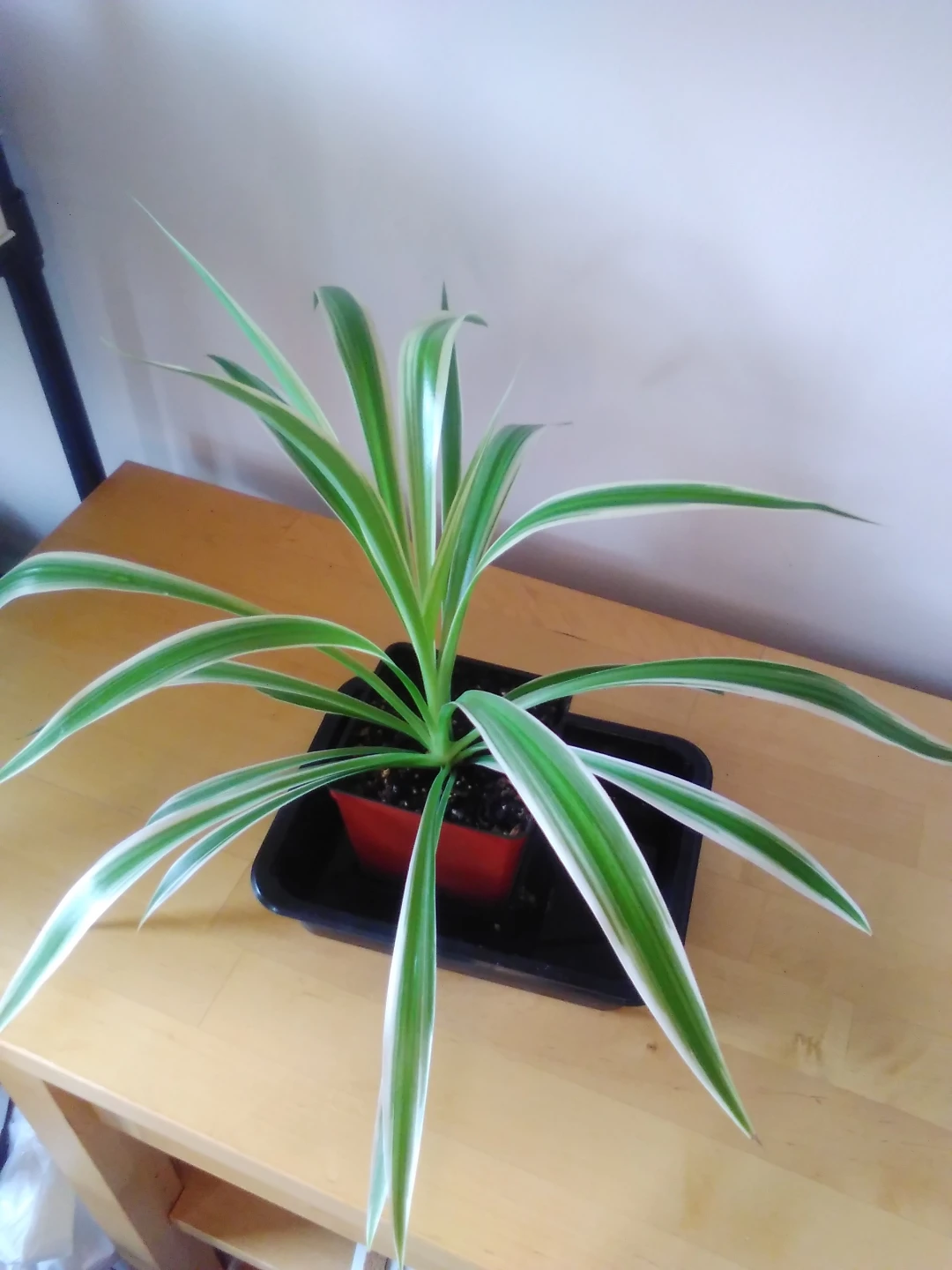 Spider plant - photo 2