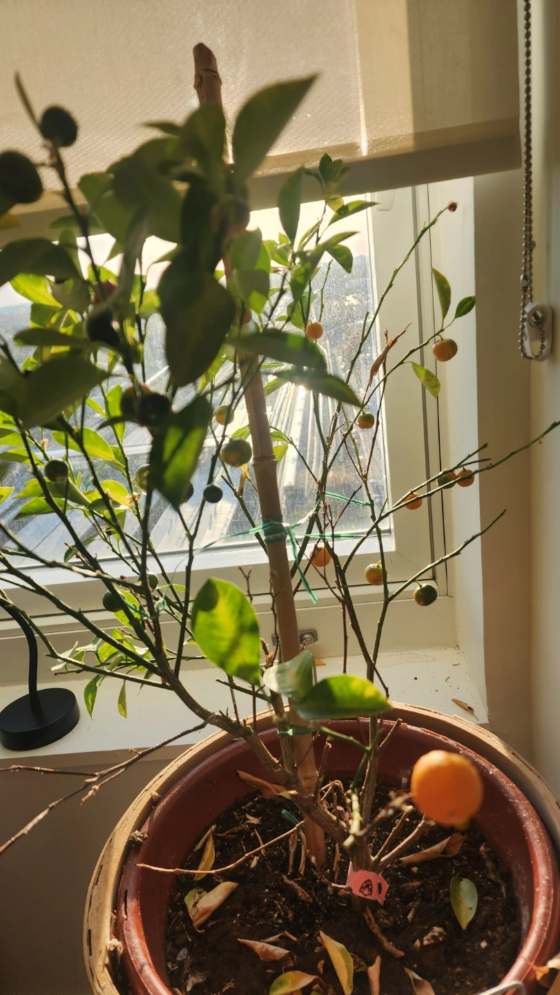 Calamondin Orange Tree with Fruit - photo 2