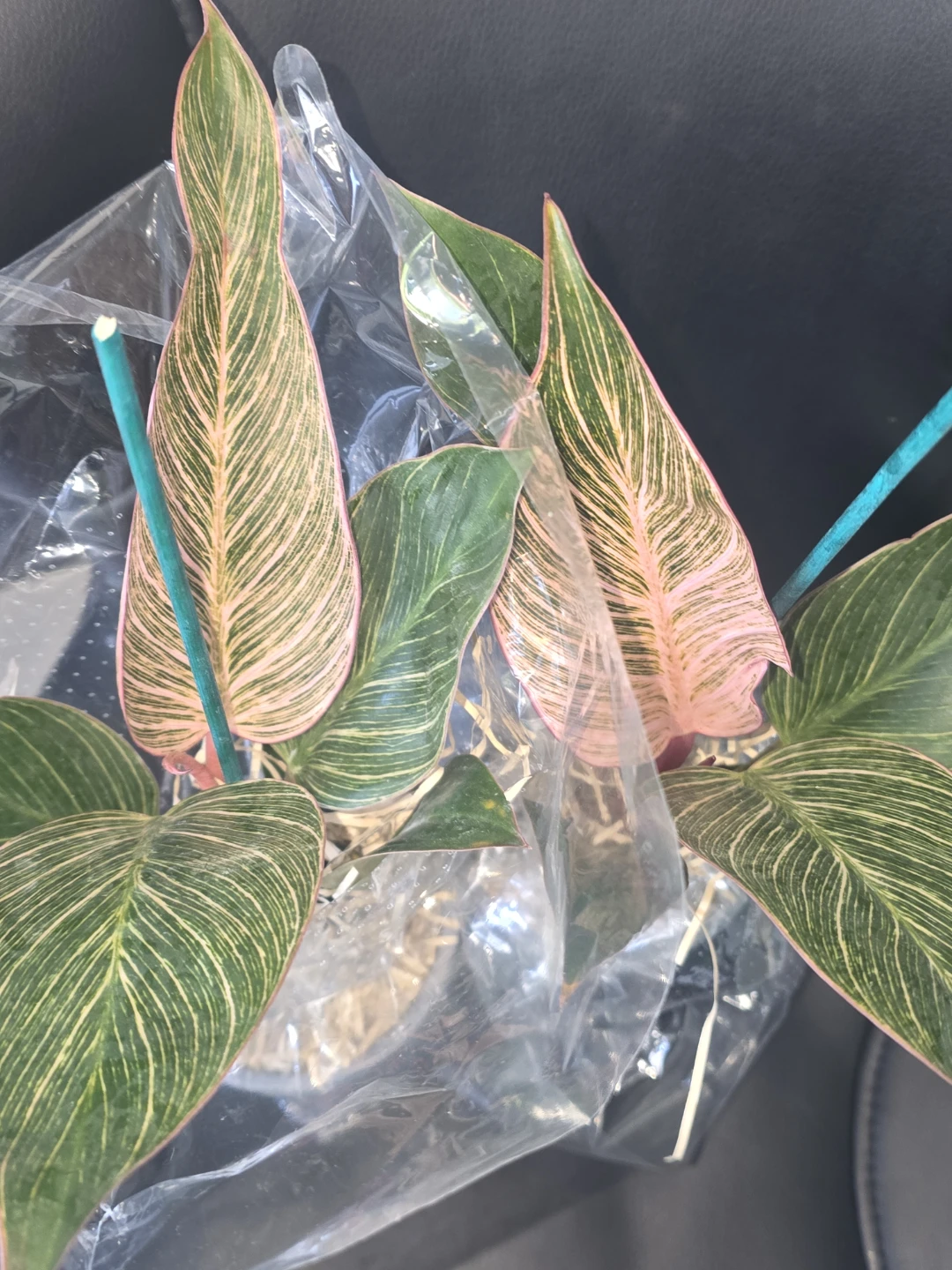 Philodendron Pink birkin - photo 5