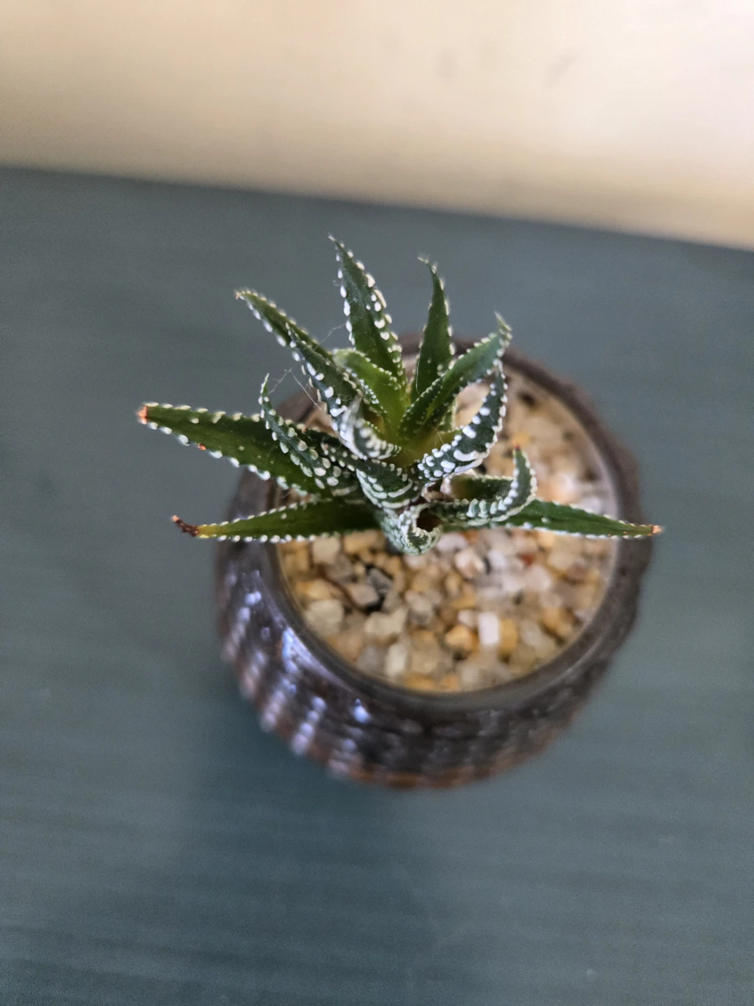 Small Haworthia succulent in glass pot