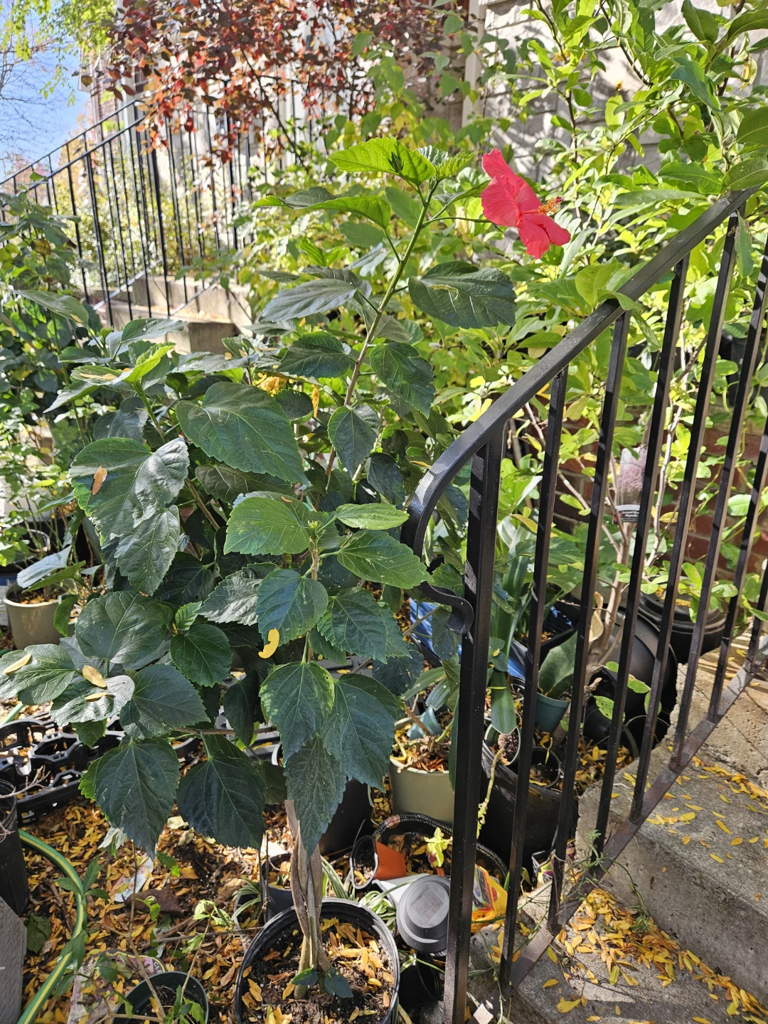 Red Hibiscus Potted Plant braided in 10"pot