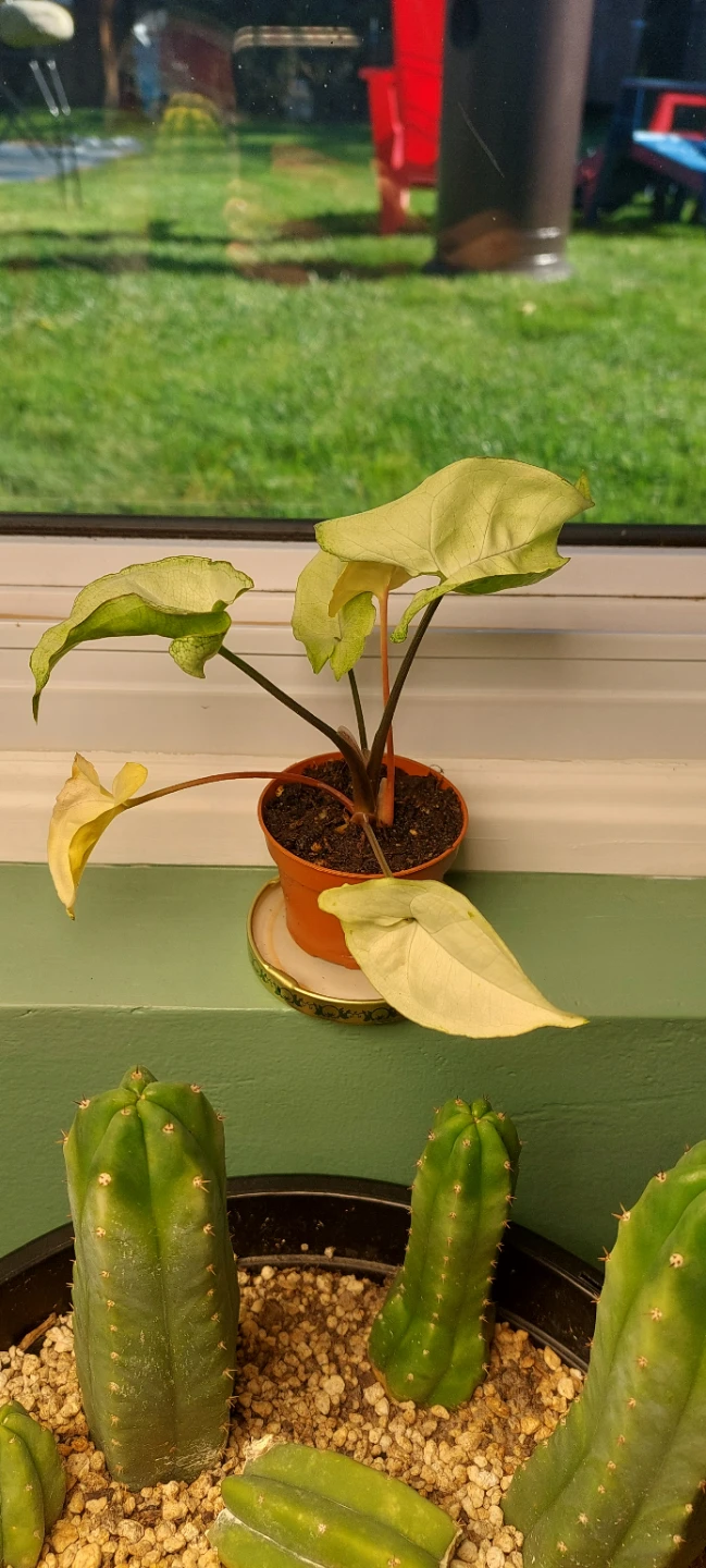 Syngonium white butterfly