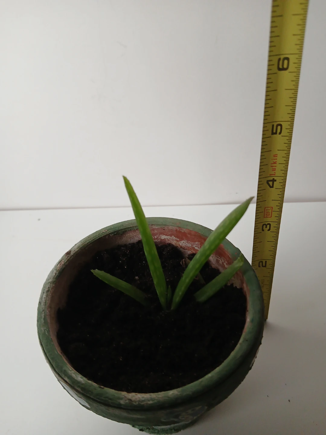 Small Aloe Vera plant in decorative pot. No holds. - photo 2