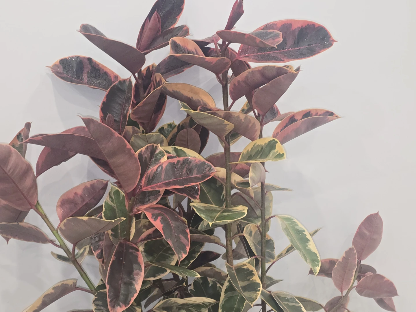 Variegated Rubber Tree Plant - photo 4