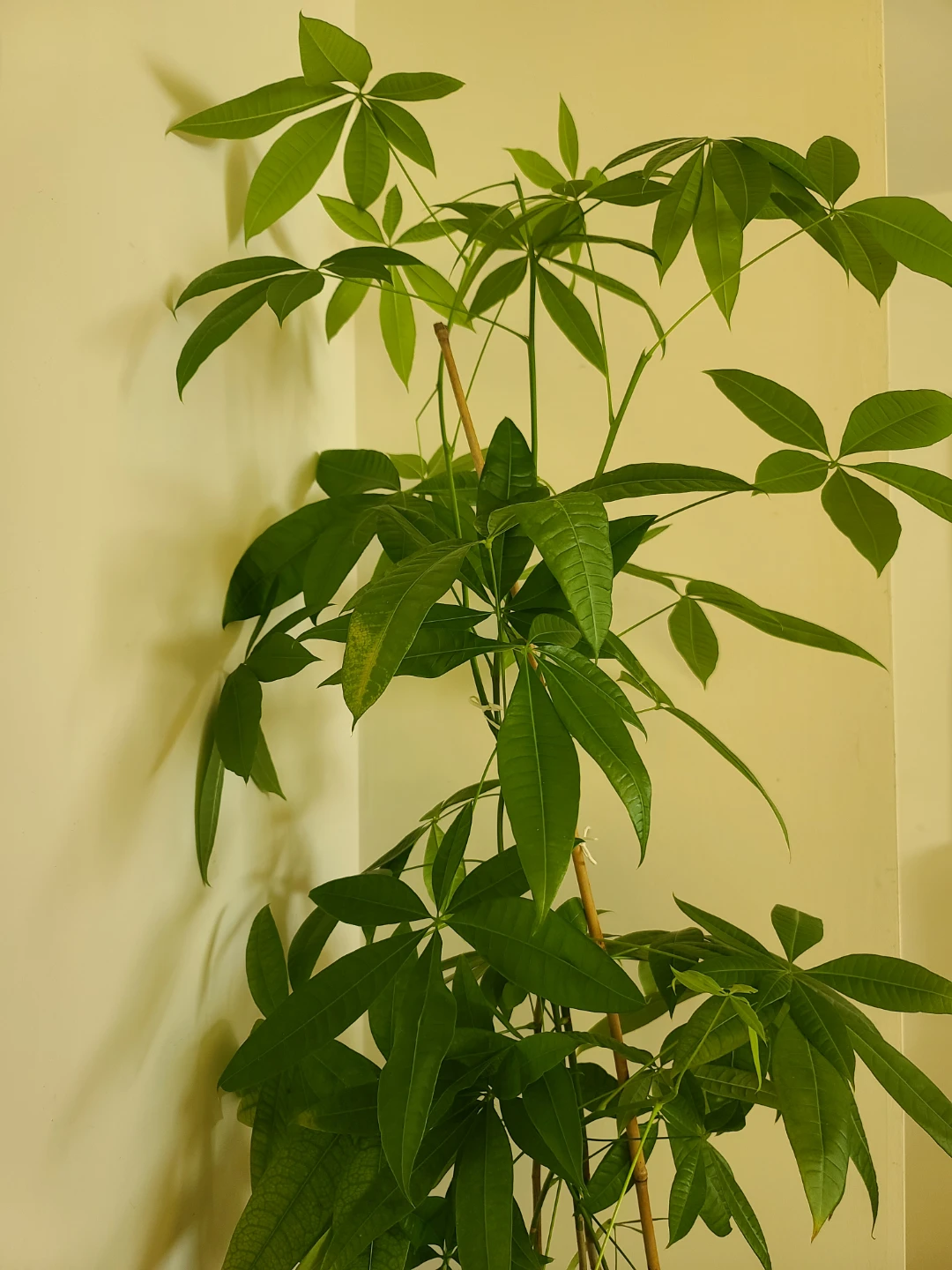 [Moving Sale] Healthy & Vibrant 1.3m Money Tree with Pot - photo 5