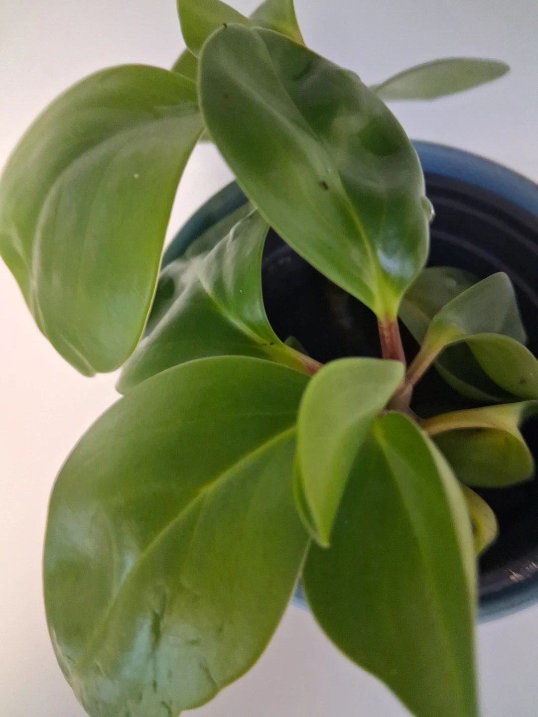 Pepperomia house plant in painted ceramic pot - photo 2