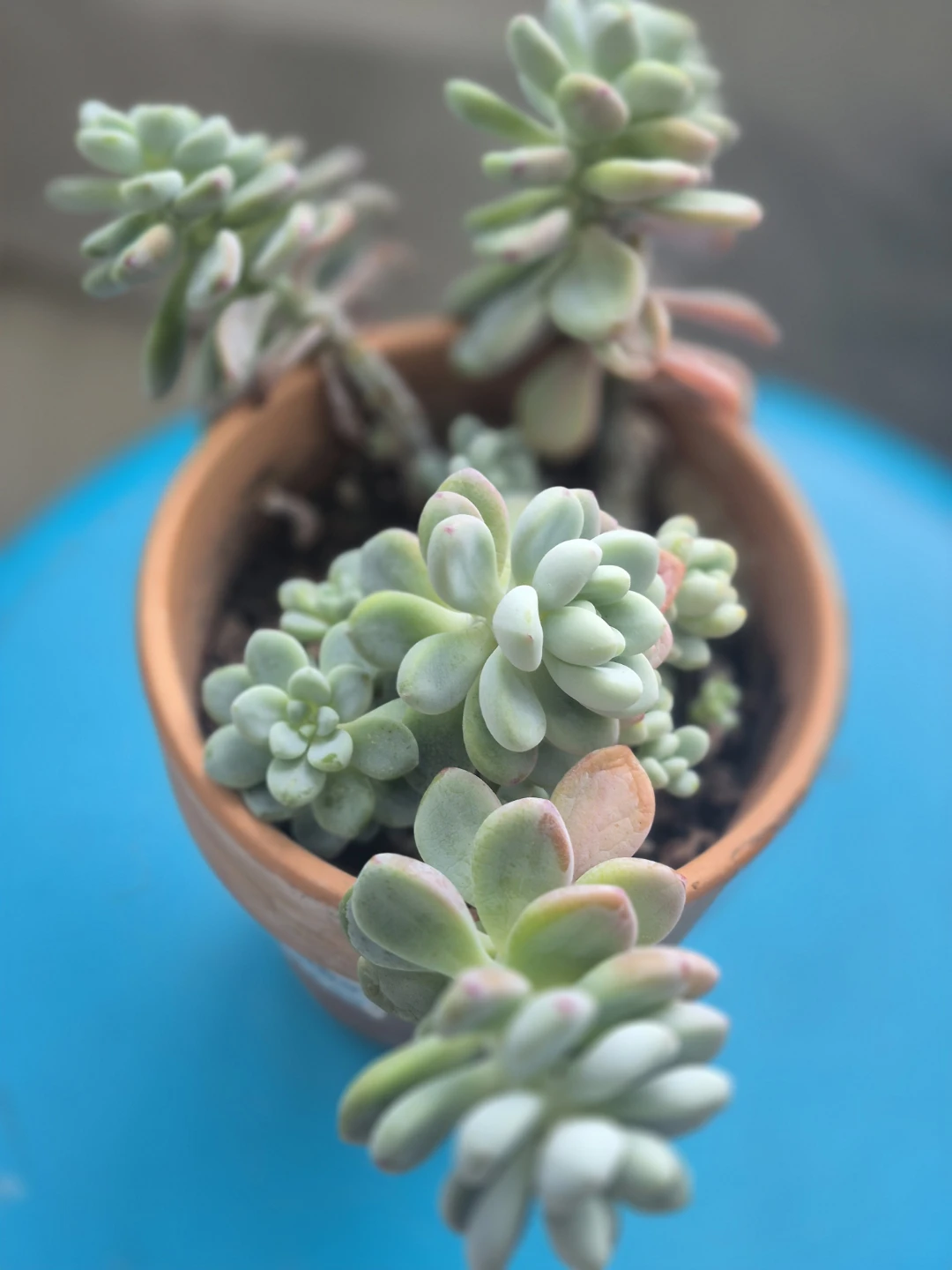 Succulent plant in terracotta pot - photo 2