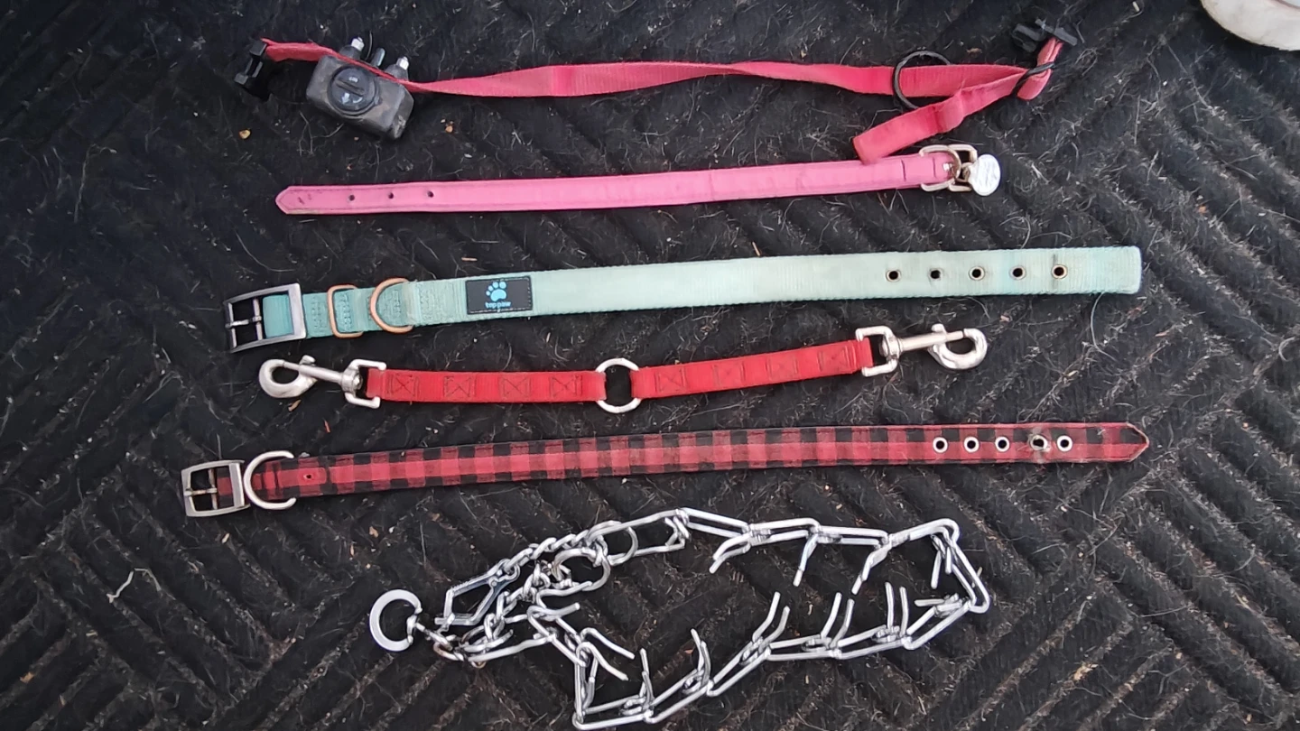 Various dog collars