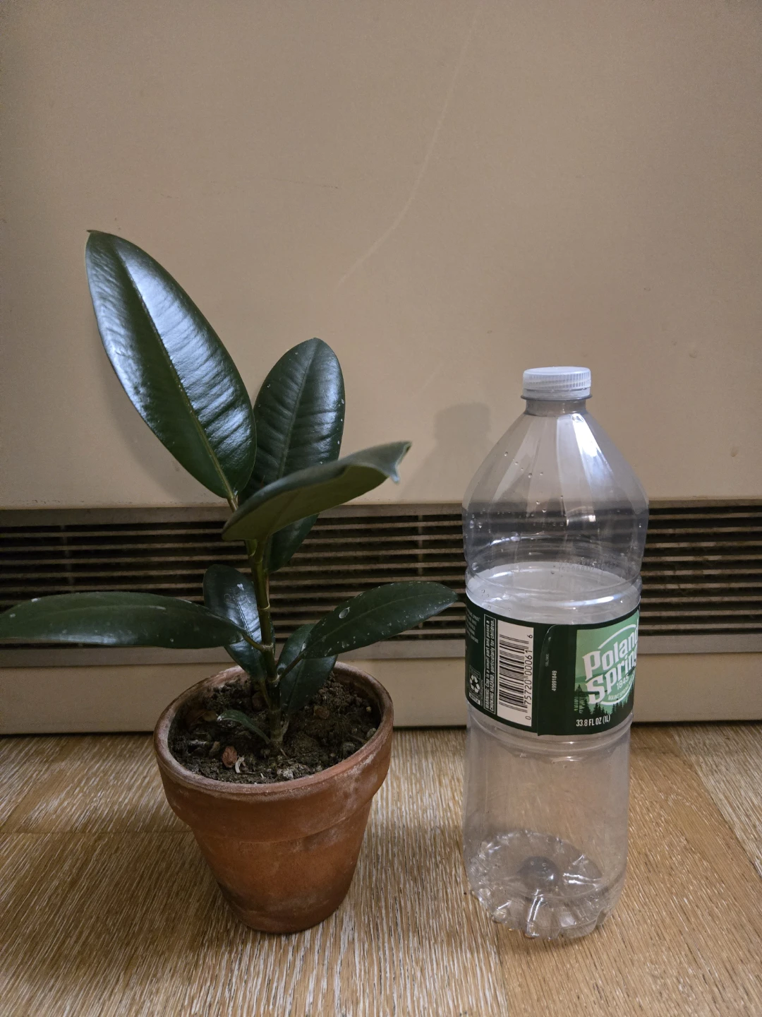 Rubber plant in terracotta pot