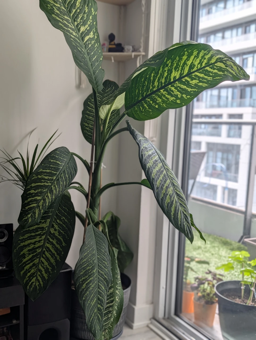 Assorted Indoor Houseplants - photo 2