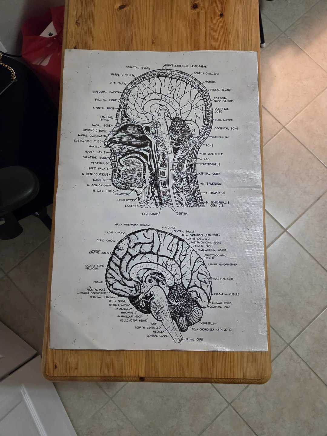 Anatomical brain, heart, plane prints, neuroscience poster - photo 5