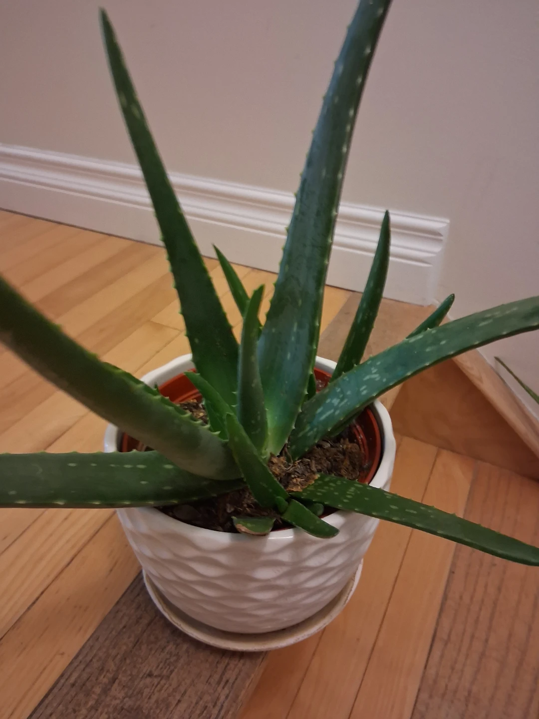 Aloe Vera Plant