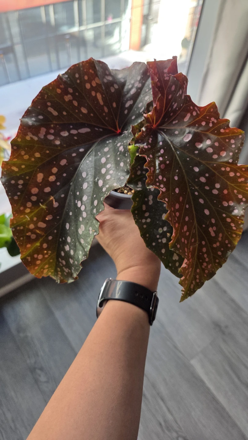 Begonia Crackling Rosie Plant