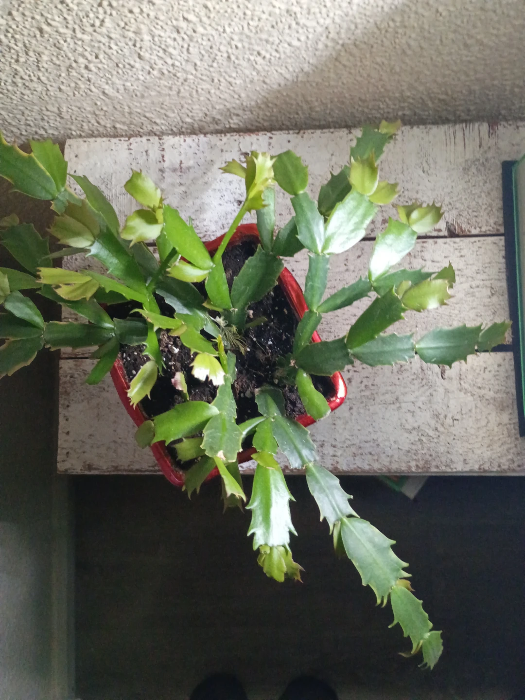 Thanksgiving Cactus in Red Pot - photo 4