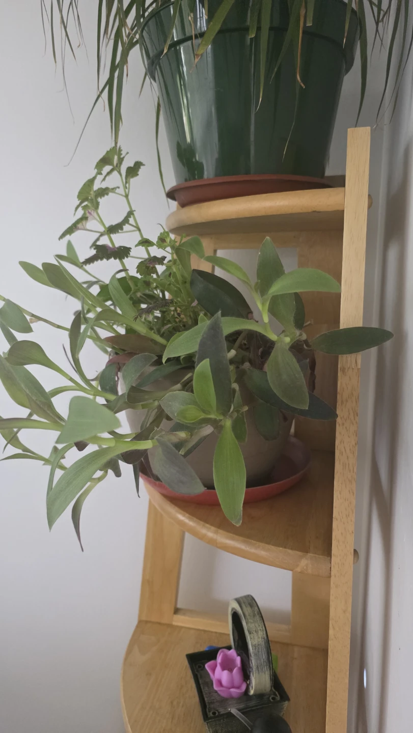 Potted Houseplant with Green Foliage