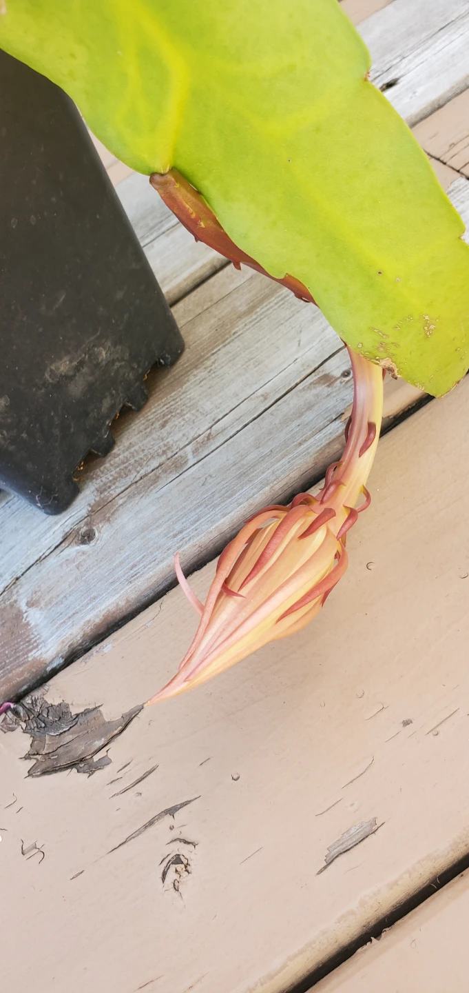 Queen of the Night and Epiphyllum hybrid - photo 3