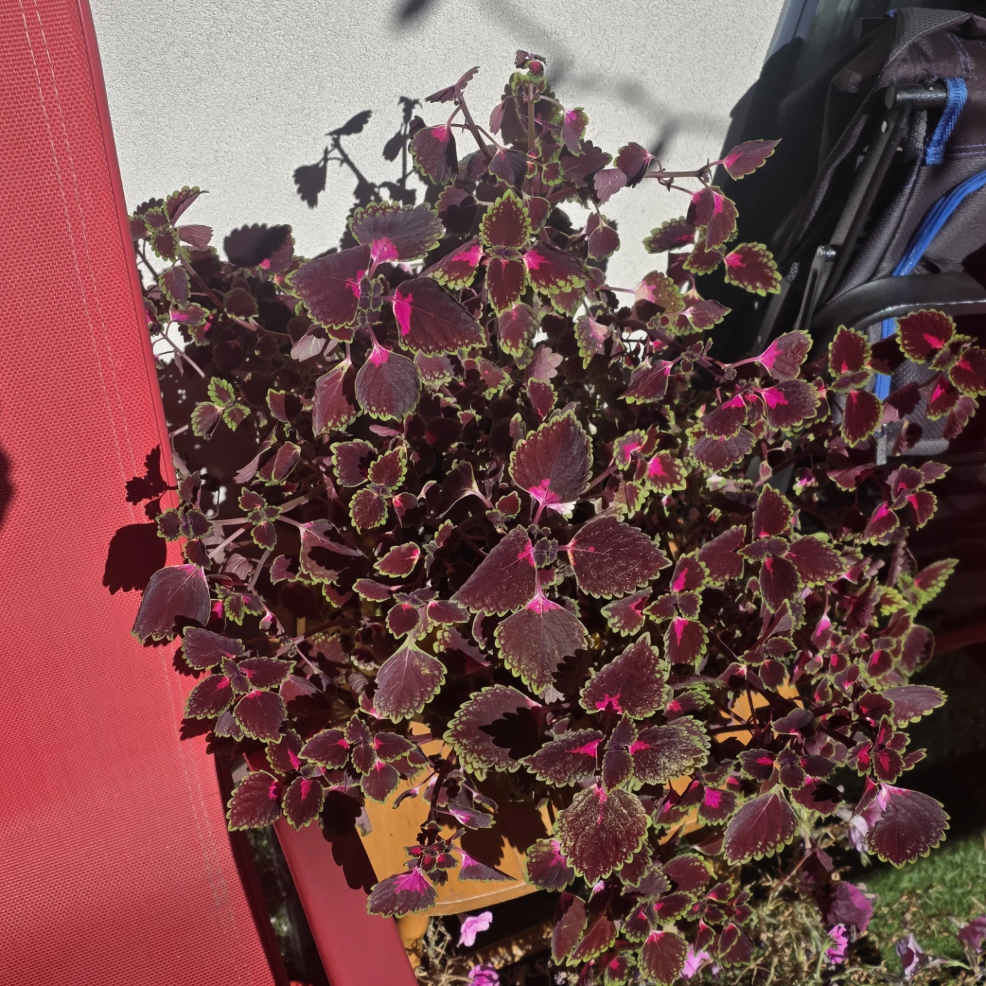 Stunning Burgundy Solenostemon (Coleus) 🌿