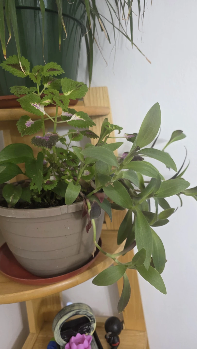 Potted Houseplant with Green Foliage - photo 2