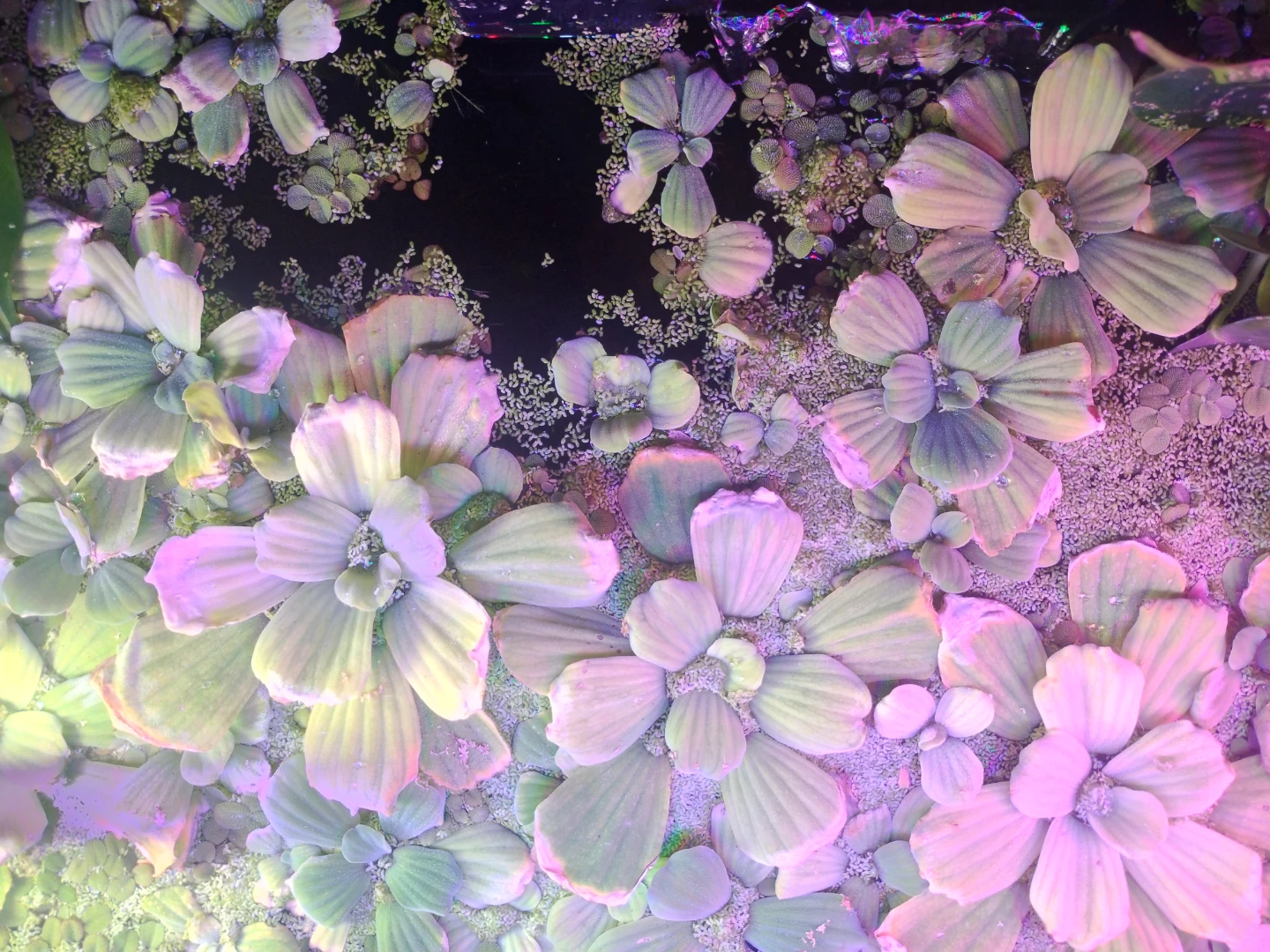 Floating aquarium plants