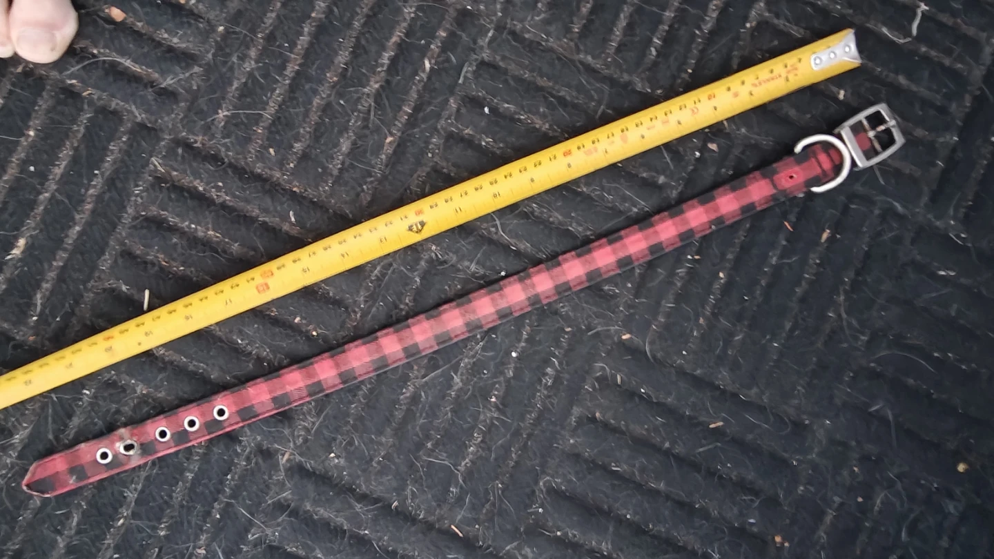 Various dog collars - photo 3