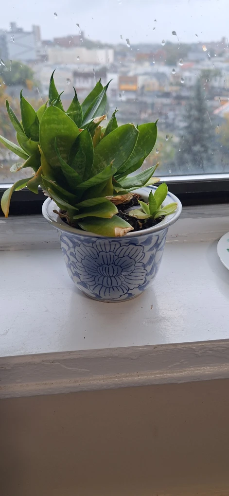 Snake Plant in Blue and White Ceramic Pot