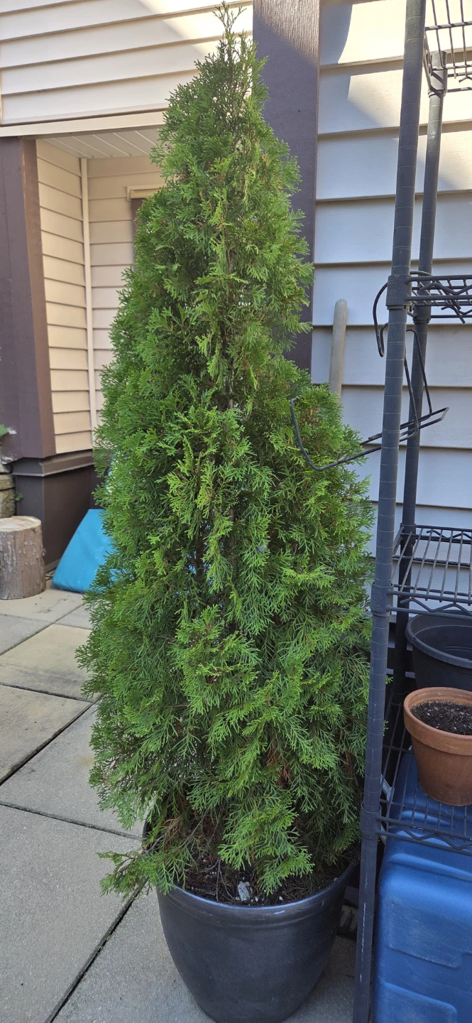 Emerald Cedar Tree in Large Pot