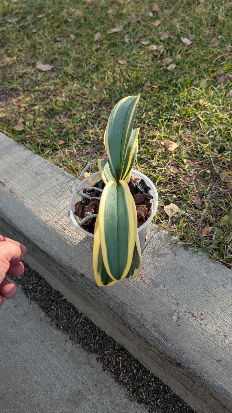 Variegated Phalaenopsis Orchid - photo 5