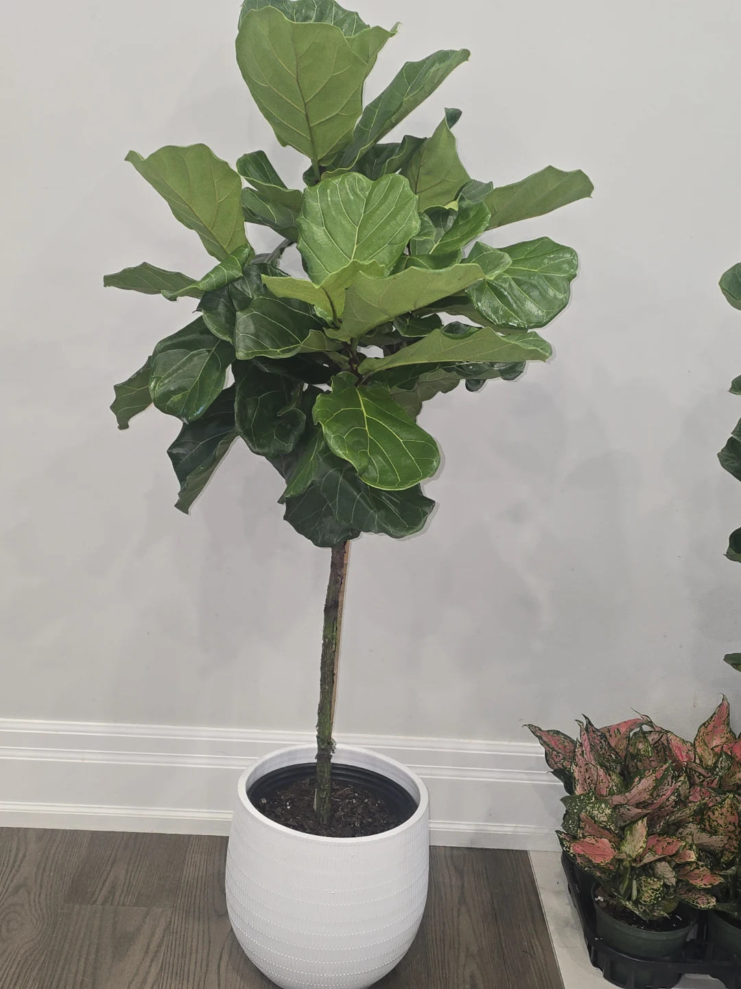 Fiddle Leaf Fig Tree  5 feey - photo 2