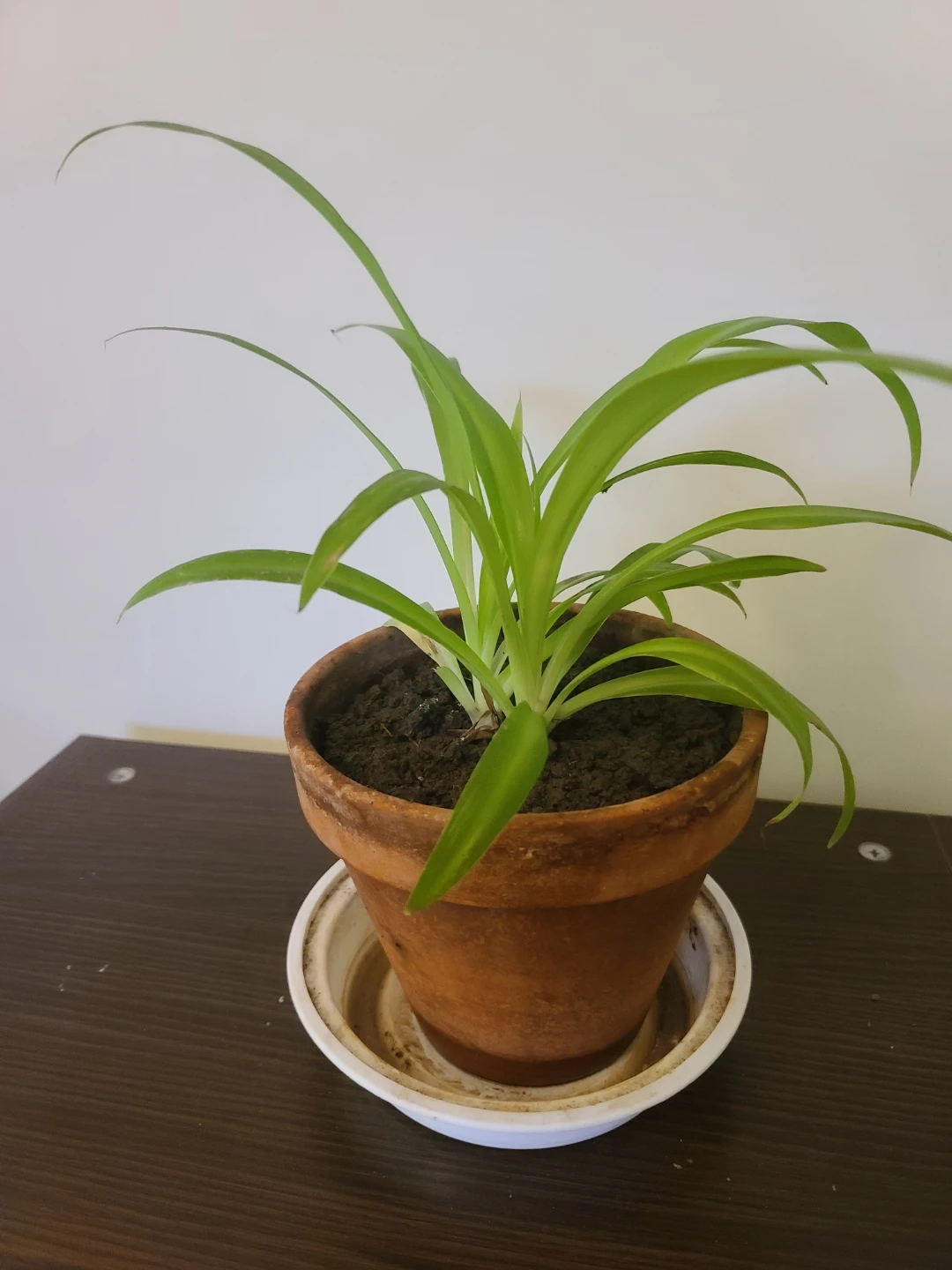 [Moving Sale] Healthy & Vibrant Spider Plant with Terracotta Pot - photo 2
