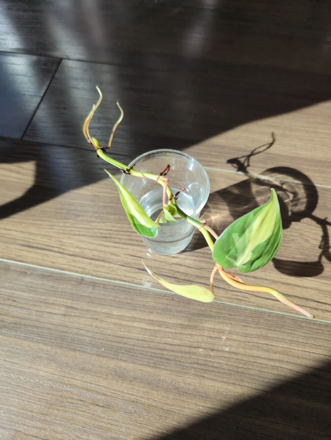 Philodendron Brasil Cutting