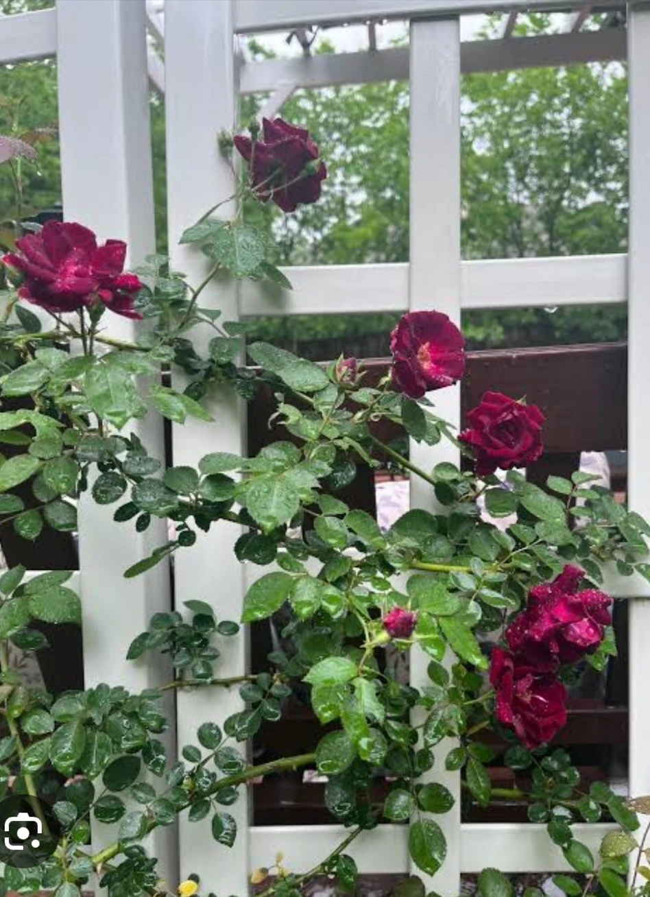 Dark Red/Wine Red Climbing Rose Plant - photo 3