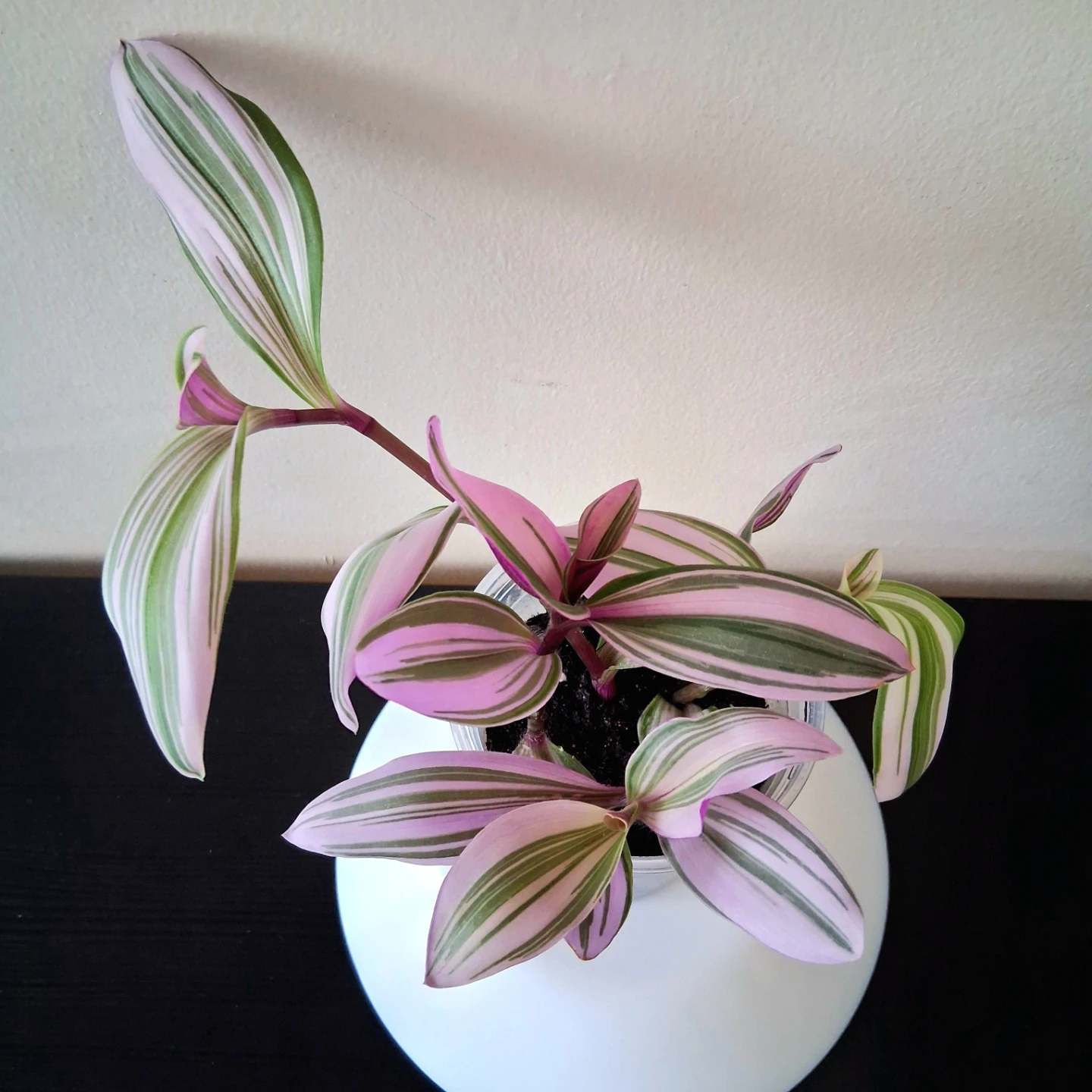 💜 Tradescantia Nanouk 💟 Fantasy Venice - photo 3