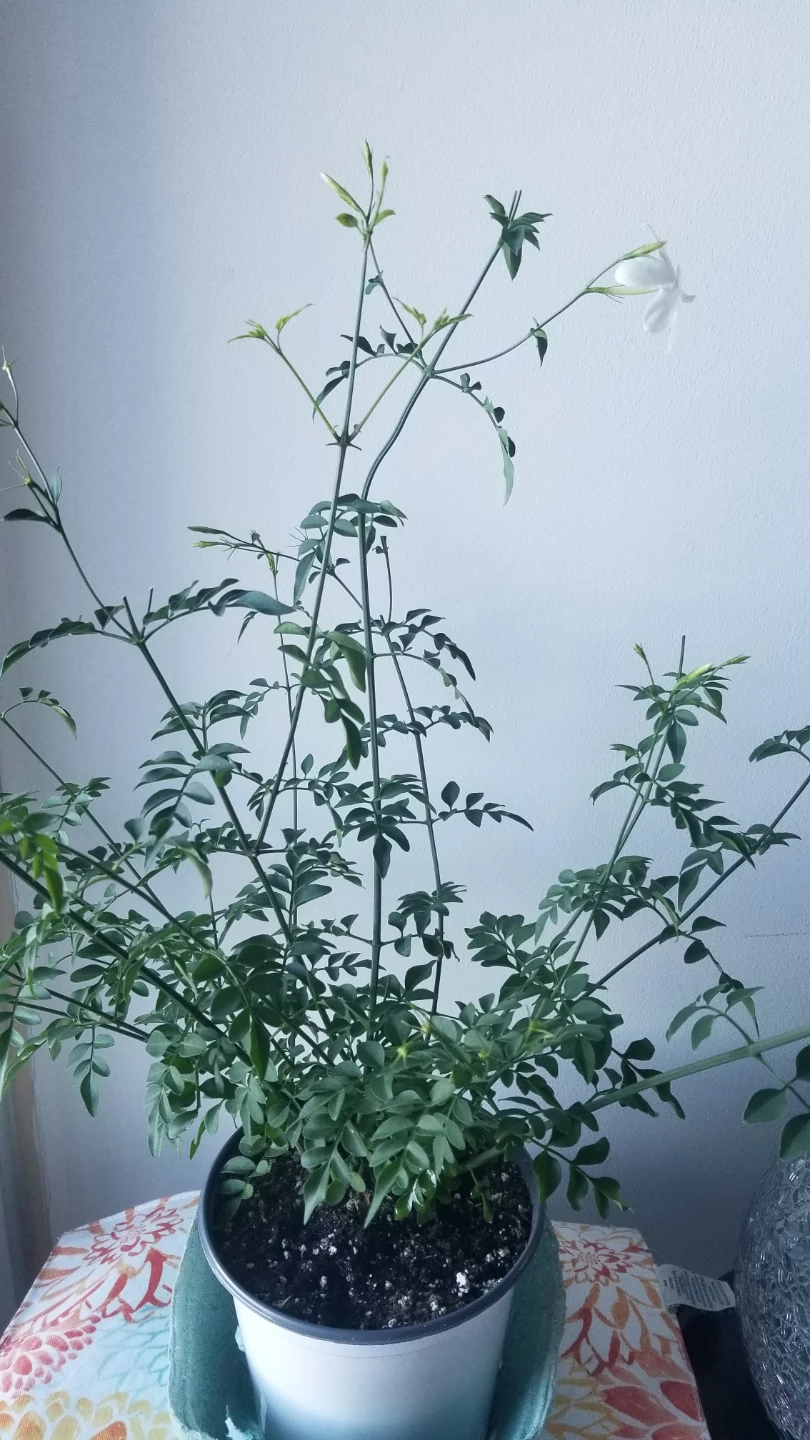 Jasmine Plant ( Read Description ) - photo 3