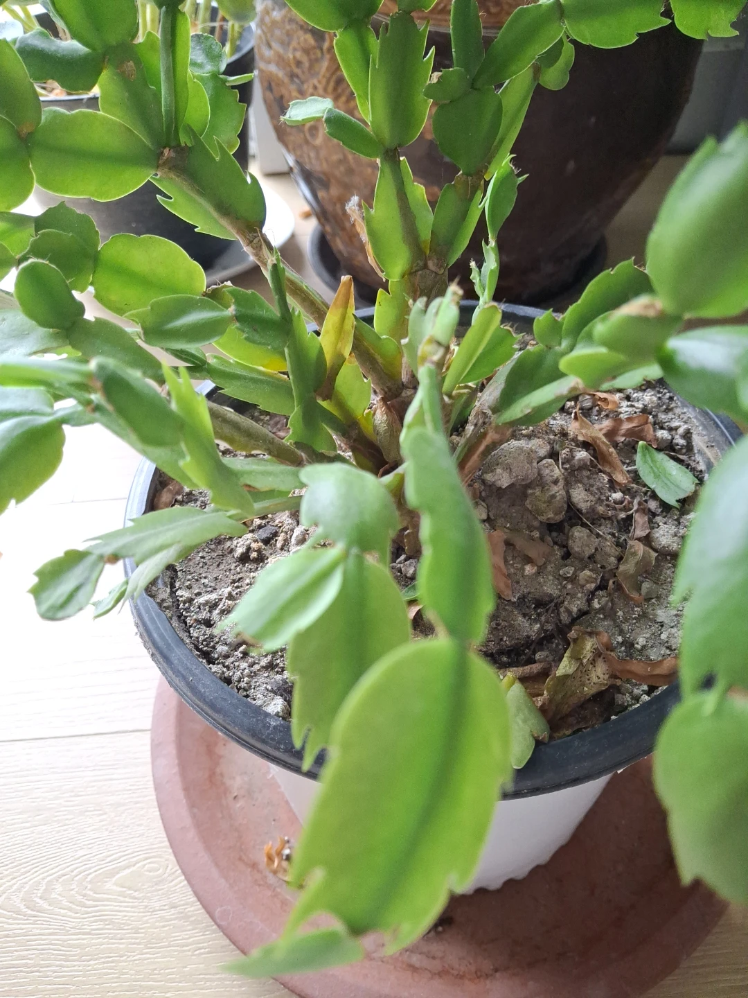 Christmas Cactus Plant - photo 2