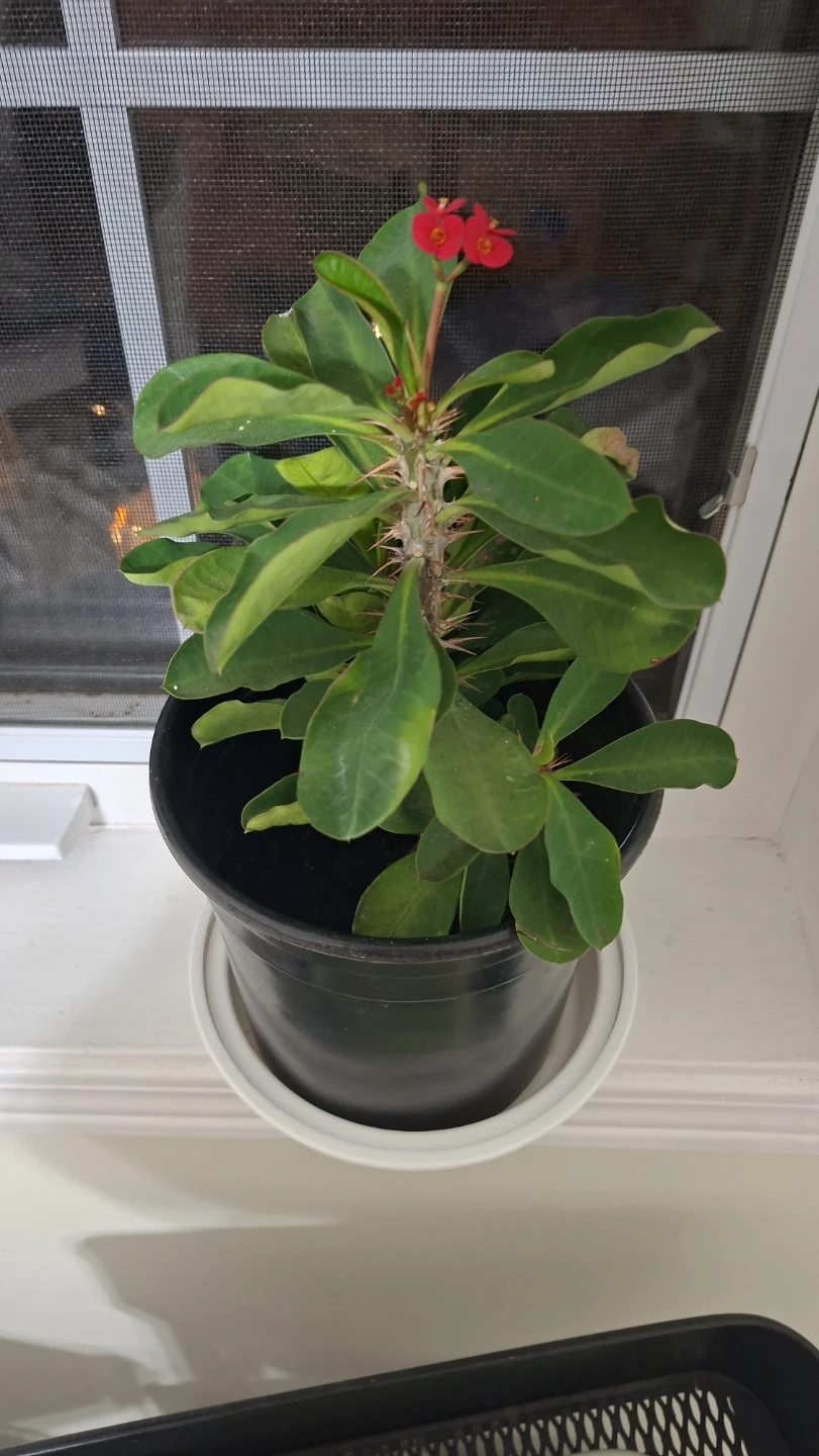 Crown of Thorns Houseplant