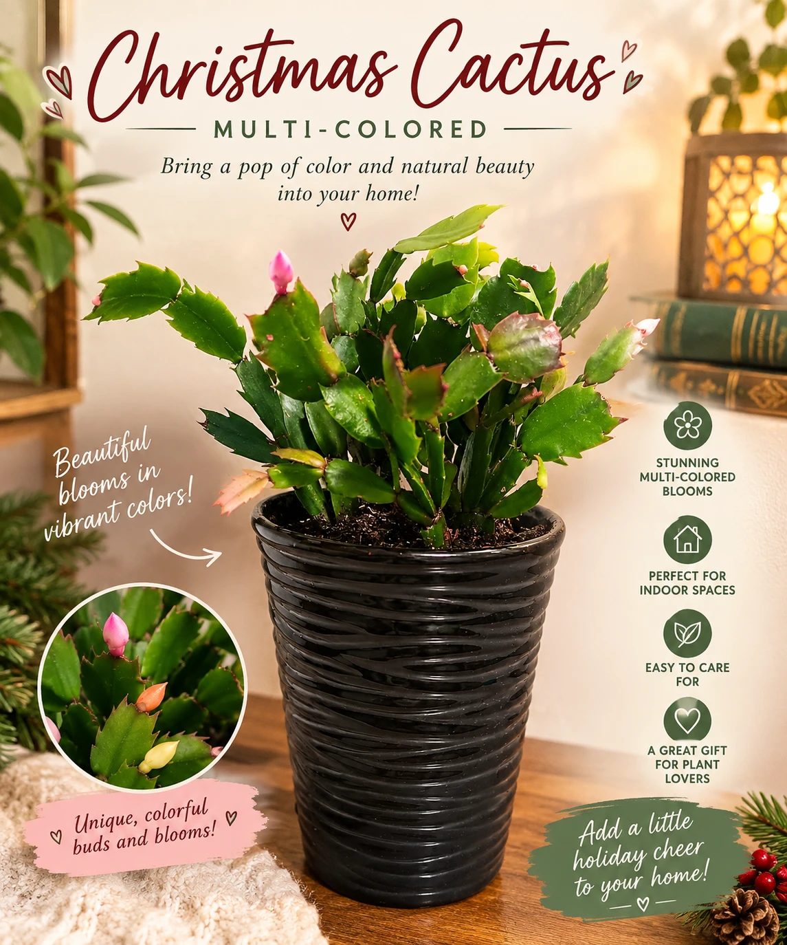 🪴Christmas Cactus Plant in a Decorative Pot🪴
