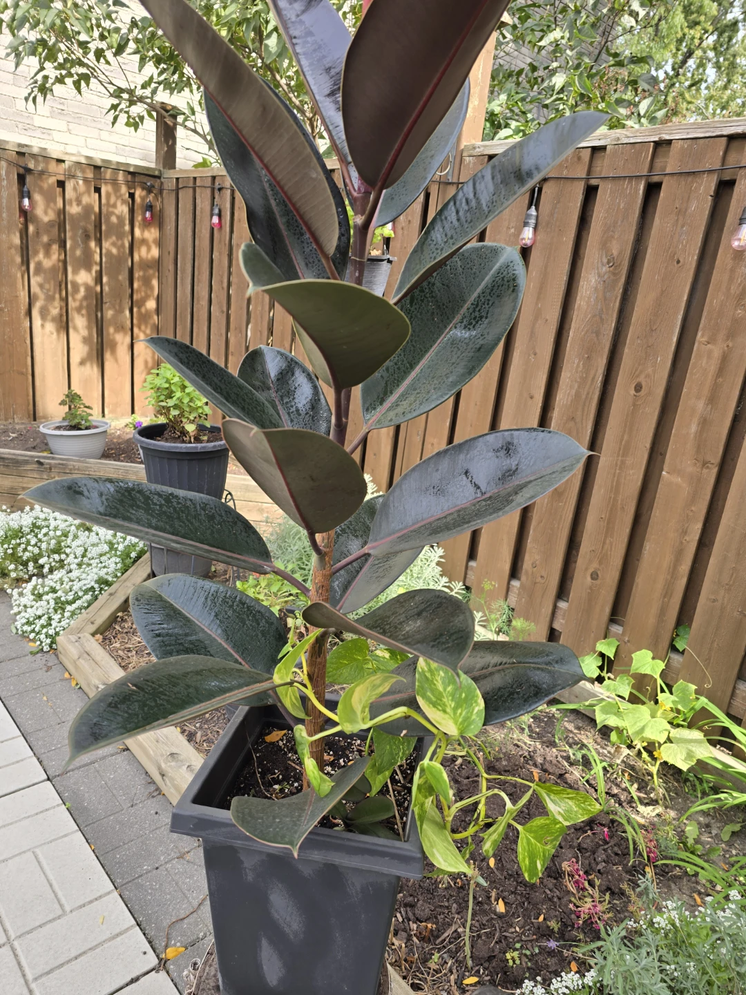 Burgundy Rubber Plant_1.5 meters