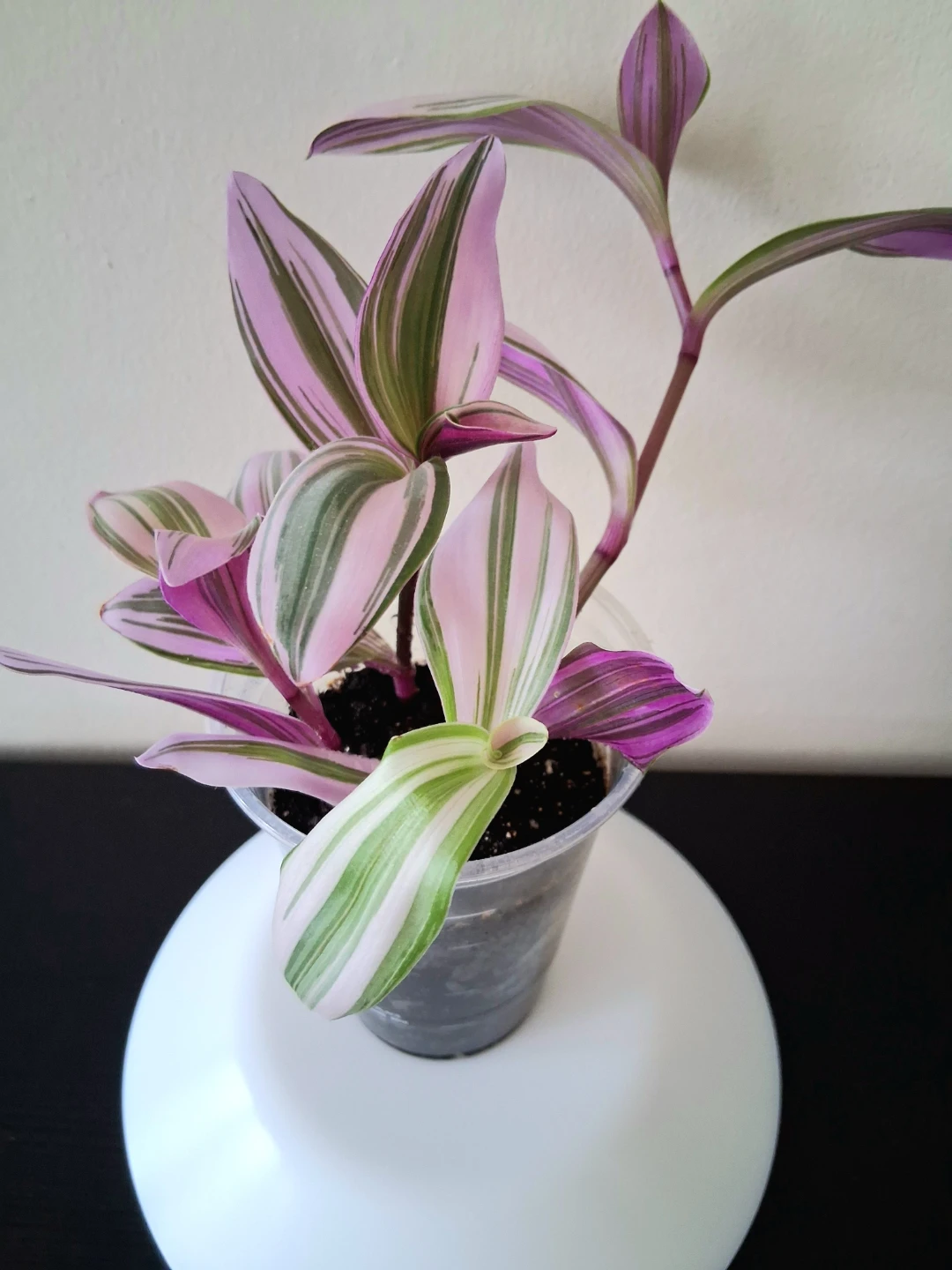 💜 Tradescantia Nanouk 💟 Fantasy Venice - photo 2