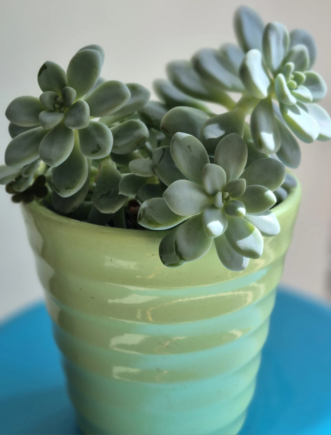 🔥Hot sale🔥Potted Succulent in Green Ribbed Ceramic Planter - photo 2