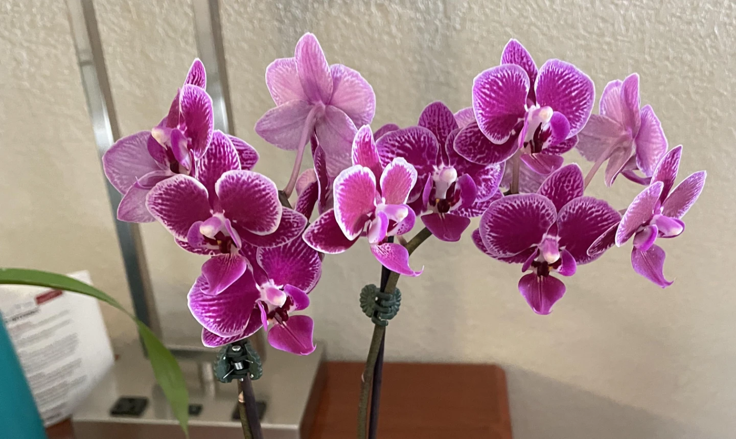 Variegated Phalaenopsis Orchid - photo 2