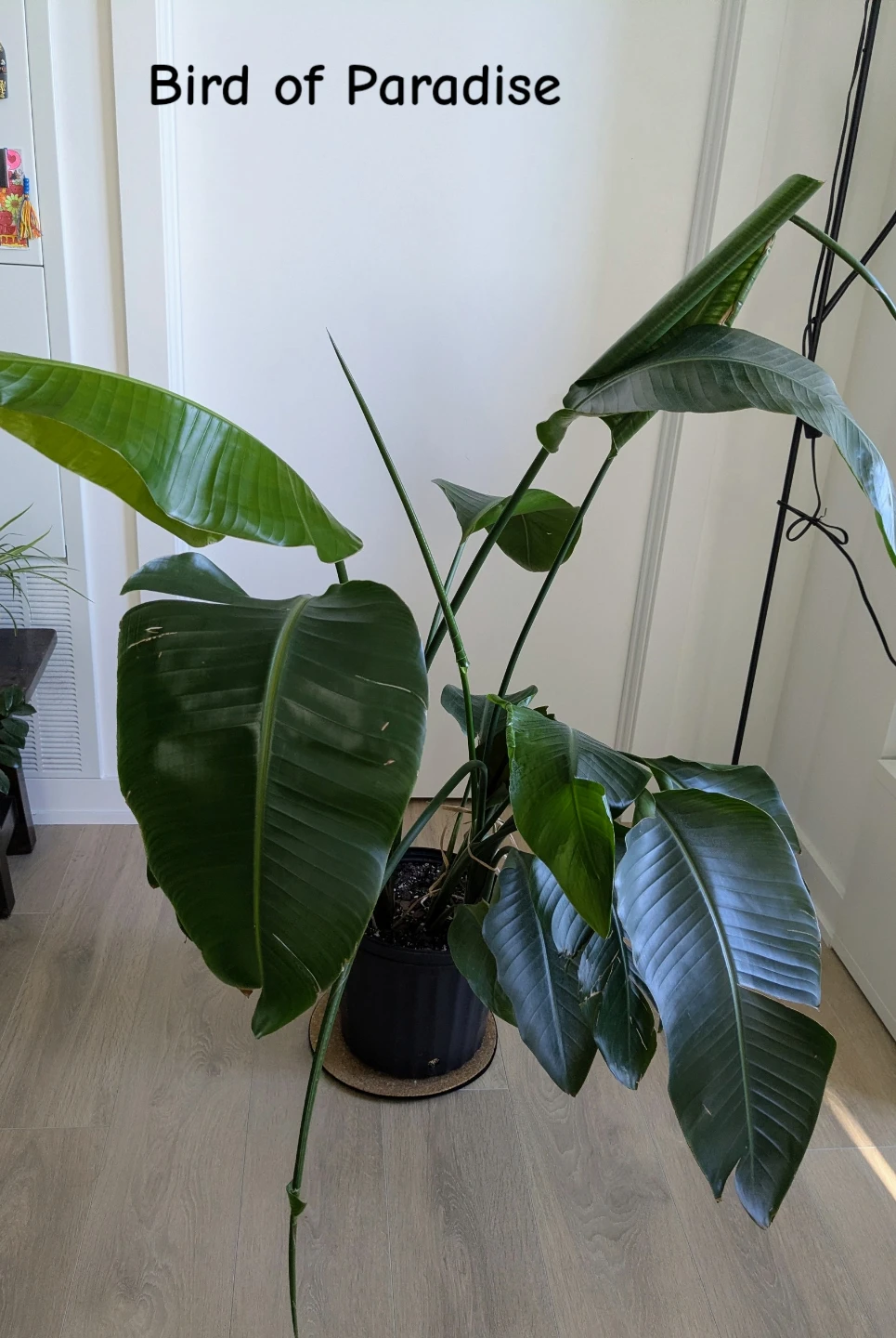 Multiple healthy indoor houseplants - photo 5