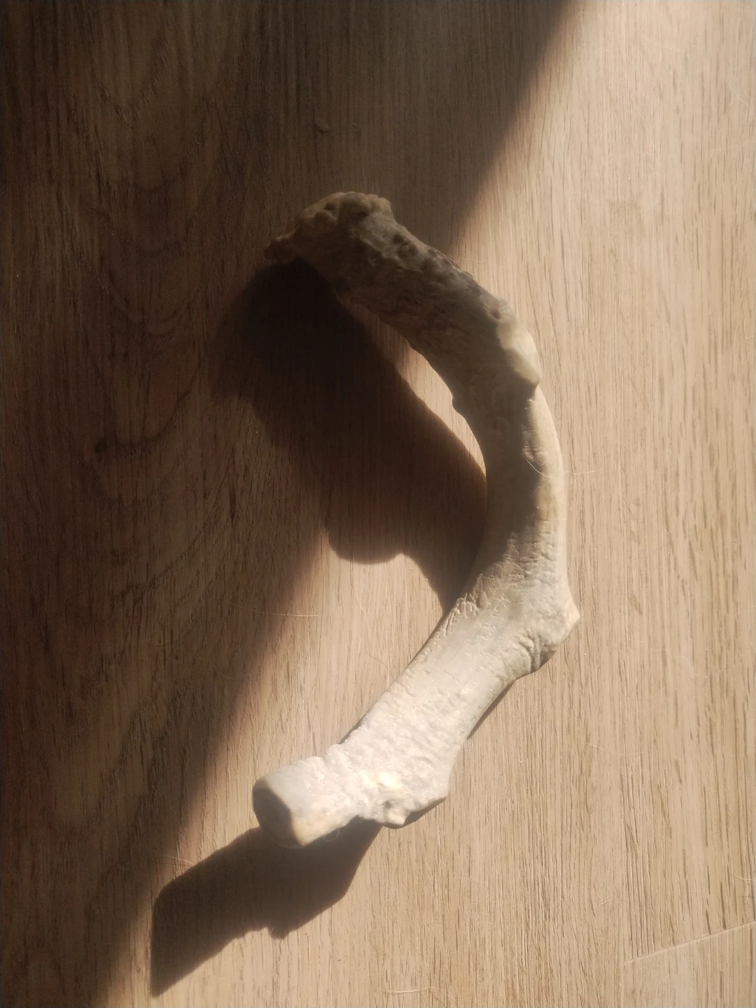Natural deer antler piece