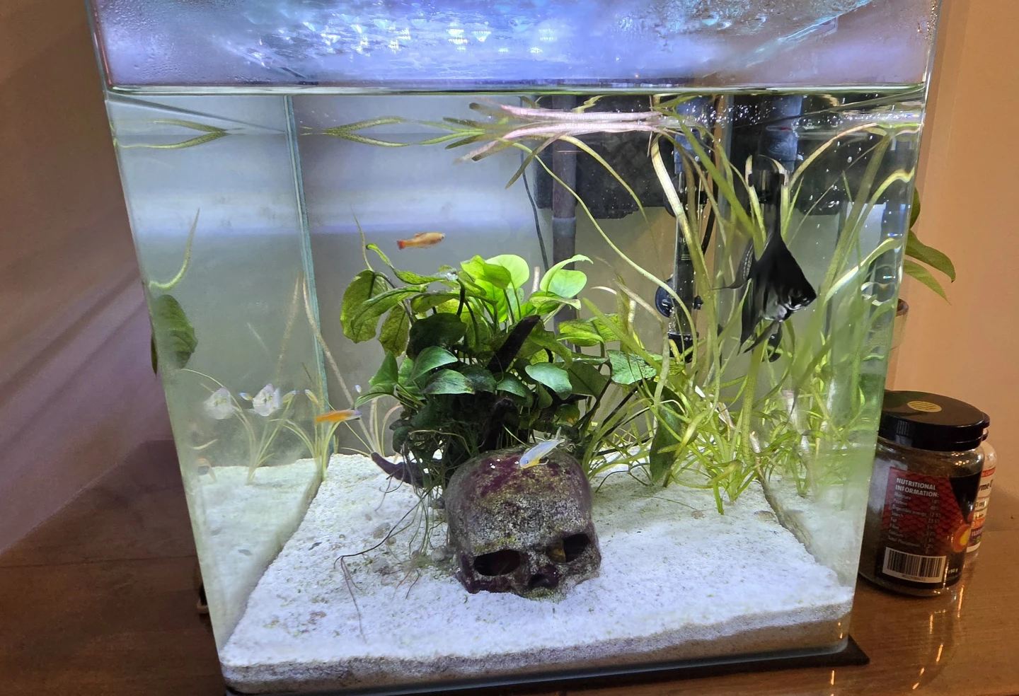 Curved 10 Gallon Cube Aquarium - photo 2