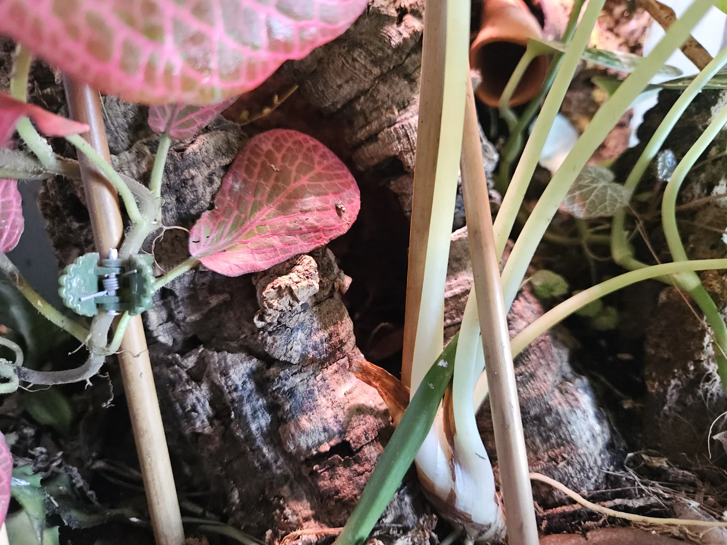 Bioactive Planted Terrarium 12×12×24 - photo 4