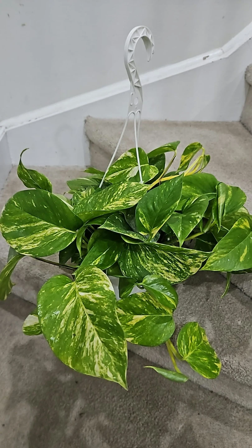 Golden Pothos Hanging Plant