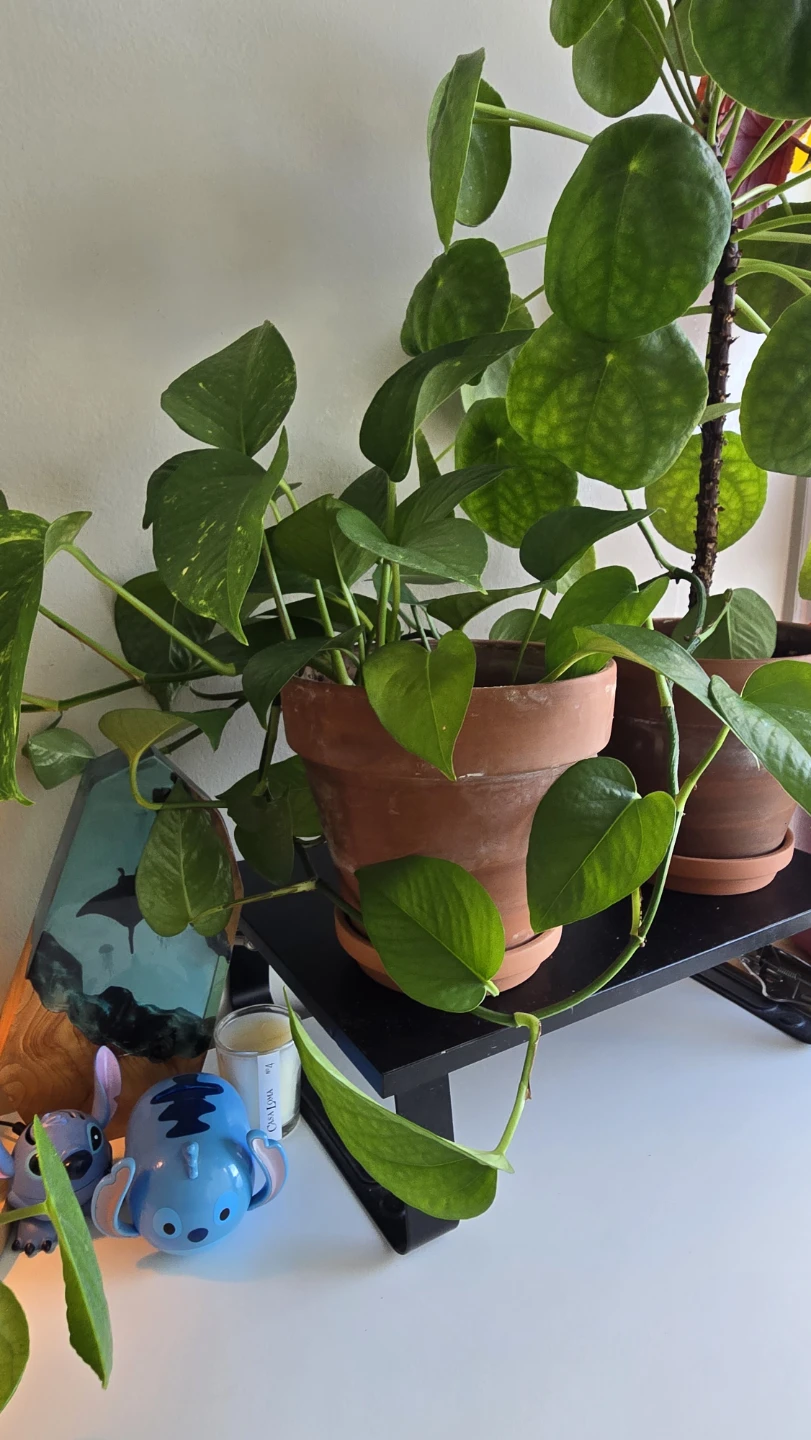 Pothos plant in terracotta pot - photo 2