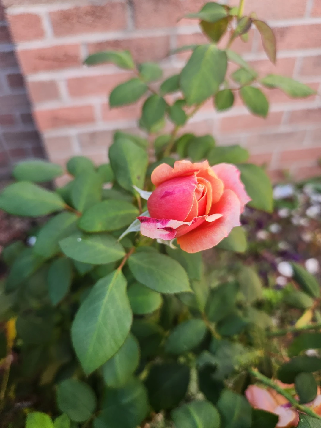 Living Peach Rose Bush -  Stem Cuttings